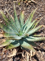 Aloe greatheadii