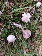 Inocybe geophylla