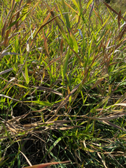 Panicum hemitomon