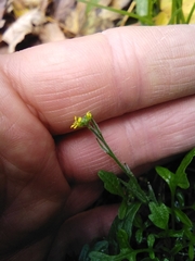 Sisymbrium officinale