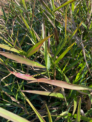 Panicum hemitomon