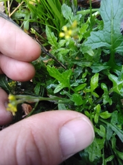 Sisymbrium officinale