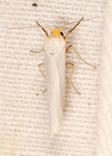Yellow-headed Lichen Moth photo 6