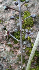 Dioscorea galeottiana