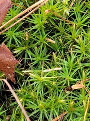 Polytrichum