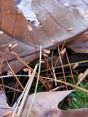 Polytrichum