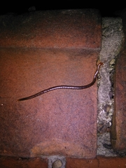 Geophilus carpophagus