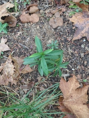 Phlox divaricata laphamii