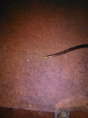 Geophilus carpophagus