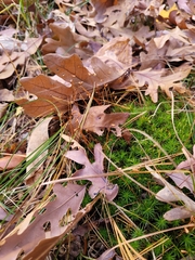 Polytrichum