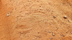 Tragelaphus