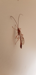Ophion obscuratus