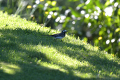 Motacilla alba yarrellii