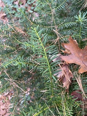Taxus canadensis