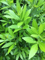 Allophylus natalensis