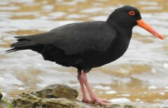 Haematopus fuliginosus