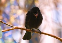 Molothrus bonariensis