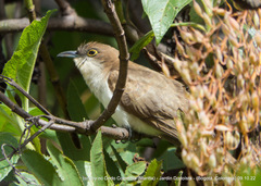 Coccyzus erythropthalmus