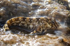 Coryphoblennius galerita