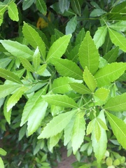 Allophylus natalensis