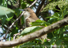 Coccyzus erythropthalmus