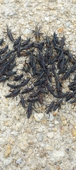 Pyrgomorphidae