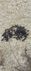 Pyrgomorphidae