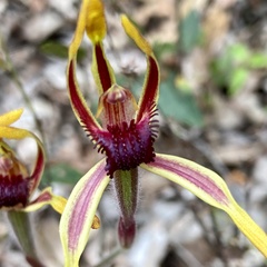 Caladenia arrecta