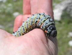 Gonimbrasia belina