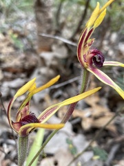 Caladenia arrecta