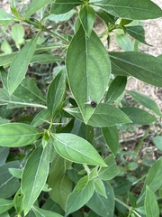 Cinnamomum camphora