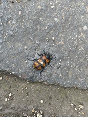 Astylus trifasciatus