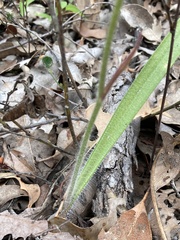 Caladenia arrecta