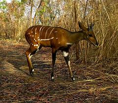 Tragelaphus scriptus