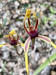 Caladenia arrecta