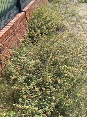 Sphaeralcea bonariensis