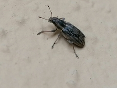 Sitona lineatus