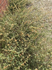 Sphaeralcea bonariensis