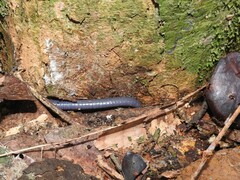 Gymnophiona