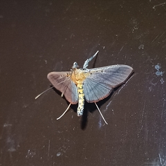 Filodes fulvidorsalis