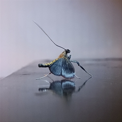 Filodes fulvidorsalis