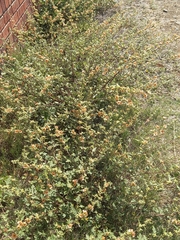 Sphaeralcea bonariensis