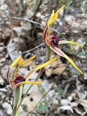 Caladenia arrecta