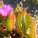 Plantas de Hielo - Photo (c) Jon Sullivan, algunos derechos reservados (CC BY)