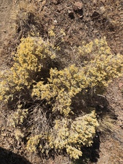 Artemisia spinescens