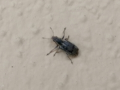 Sitona lineatus