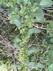 Acalypha indica