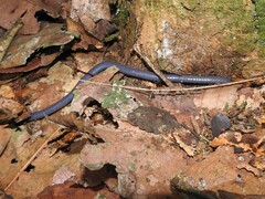 Gymnophiona