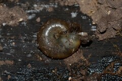 Aegopinella nitidula