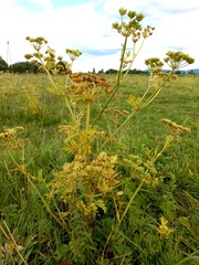 Cnidium dauricum